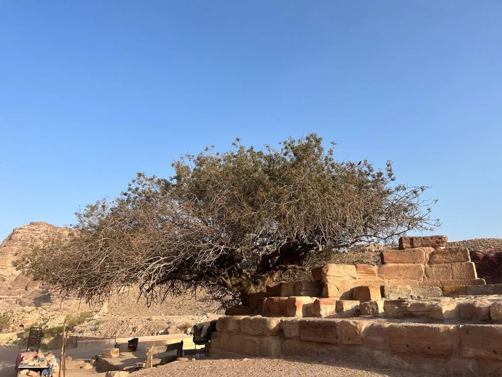 Petra 450 year old pistachio tree, 6 September 2023
