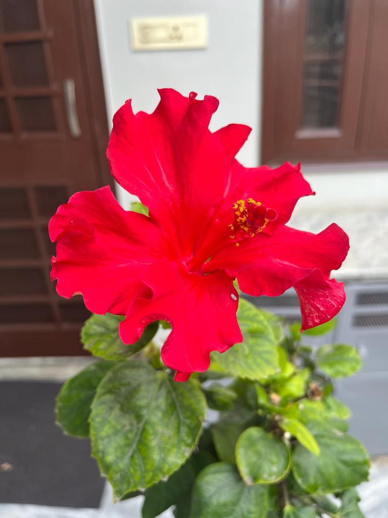 Flower blooming in spring, Jaipur Model Town