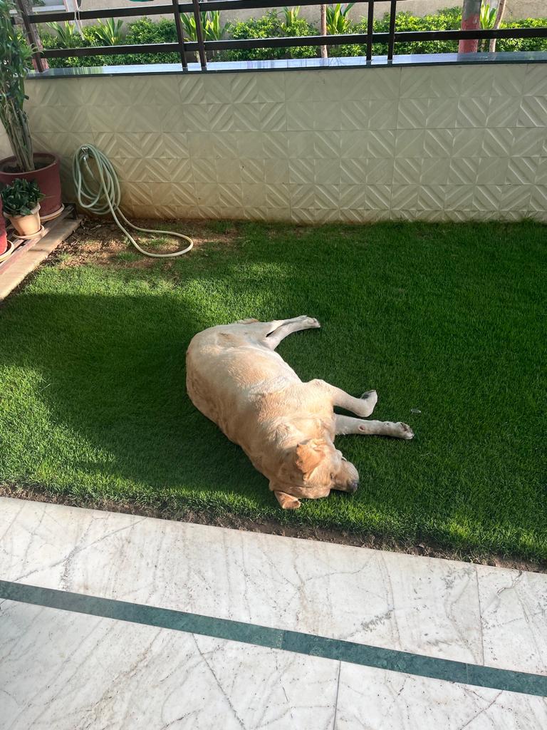 Max lazying in the garden