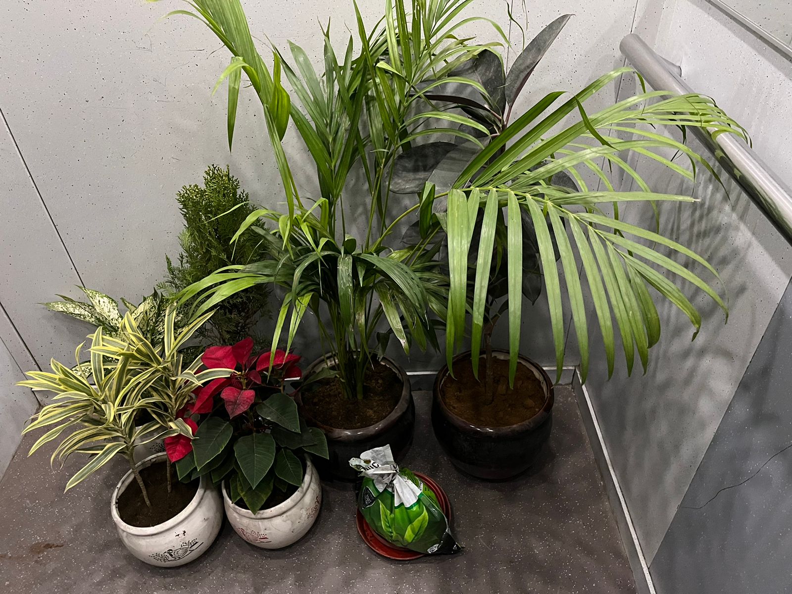 Indoor Plants Purchase in Gurgaon, 31 December 2023