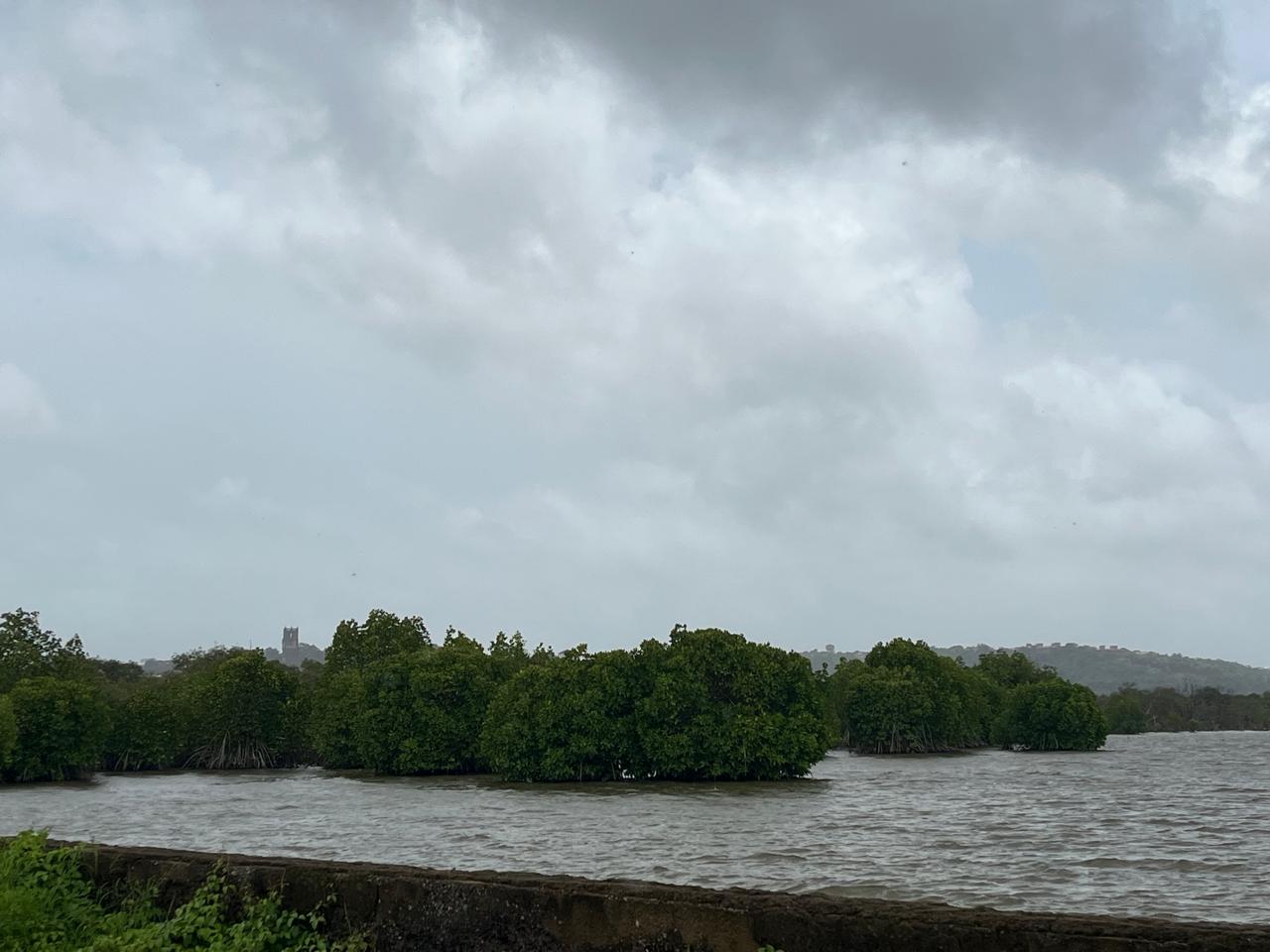 June 2024 - Divar Island Mangrove Trees