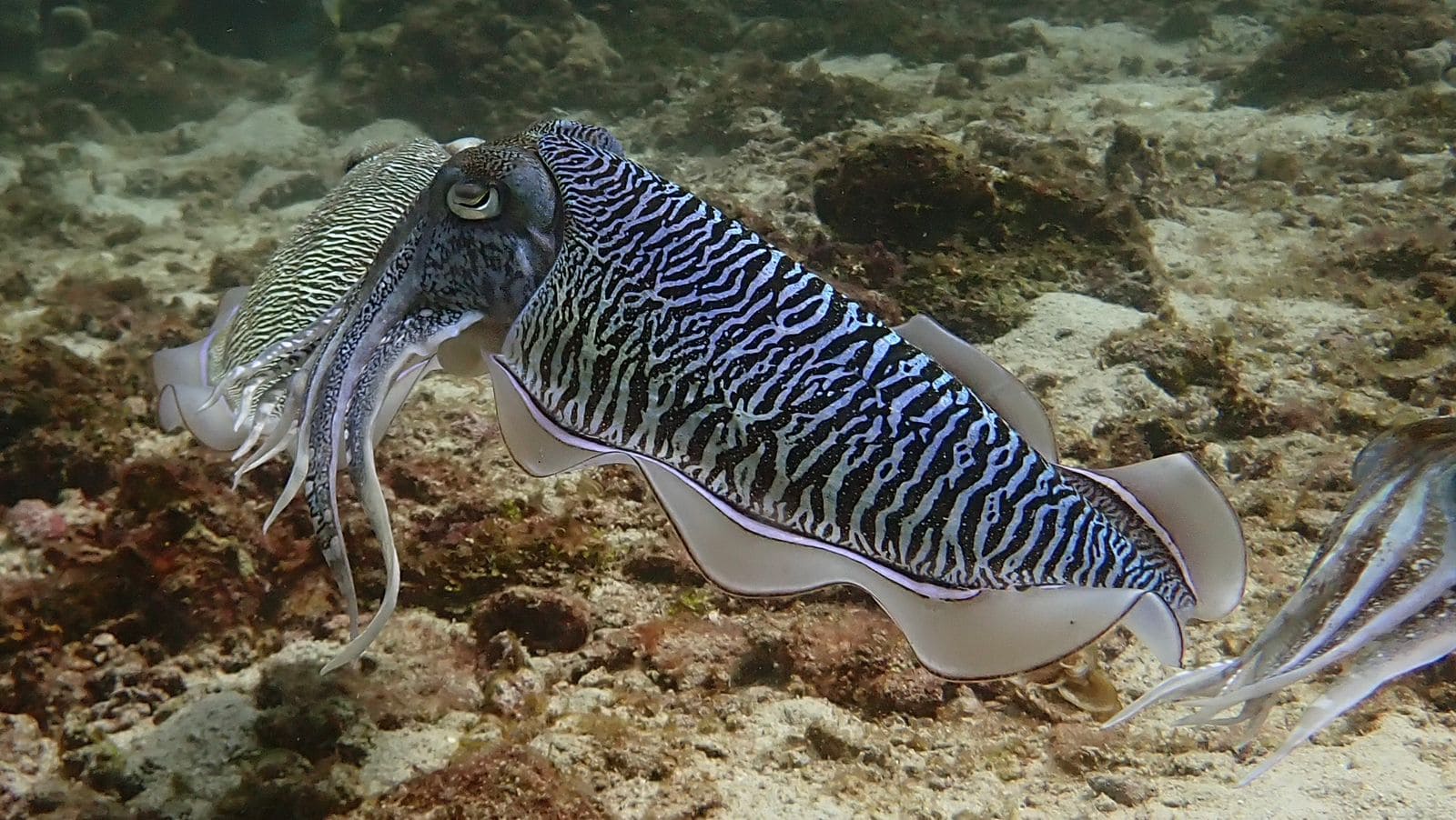 Snorkelling at Racha Islands, 27 January 2026