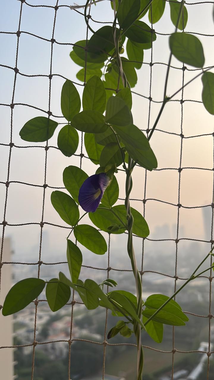 Aparajita flower on the bel vine in our balcony